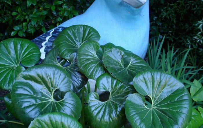 Garden sculpture / Marin County
